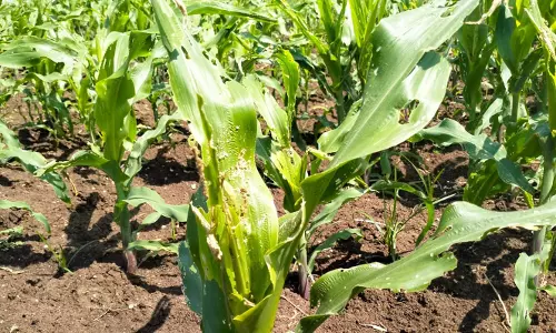 மக்காச்சோள பயிர்களில் படைப்புழு தாக்குதல்:  வேளாண்மைத்துறையினர் ஆலோசனை வழங்க கோரிக்கை