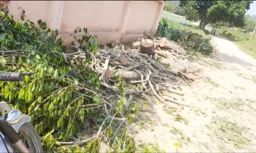 அரசு பள்ளியில்  மரங்கள் வெட்டி சாய்ப்பு: தலைமை ஆசிரியரிடம் தாசில்தார் விசாரணை