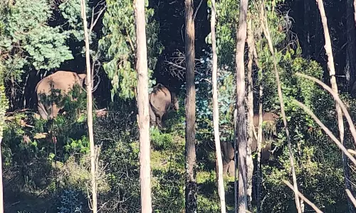 3-வது நாளாக முகாம் : பேரிஜம் ஏரியில் யானைகளை விரட்ட முடியாமல் வனத்துறையினர் திணறல்