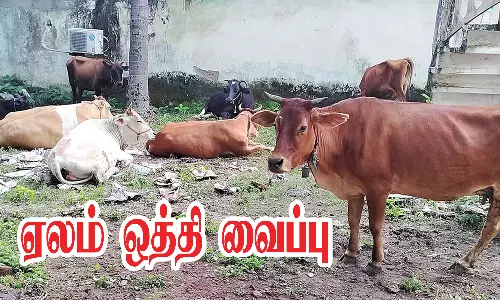 17-வது முறையாக ஒட்டன்சத்திரம் மாட்டுச்சந்தை ஏலம் ஒத்தி வைப்பு
