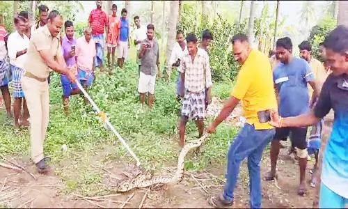 10 அடி நீள மலைப்பாம்பு மீட்பு