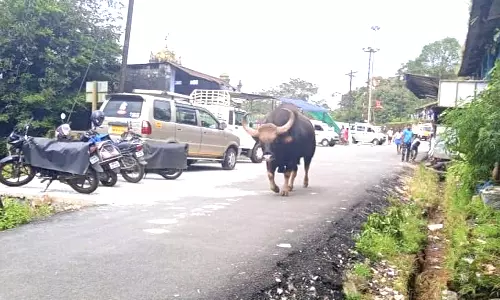வால்பாறை அருகே குடியிருப்பு பகுதியில் உலா வந்த காட்டெருமை