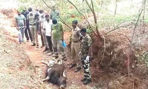 மேட்டுப்பாளையத்தில் சிறுத்தை தாக்கி காட்டெருமை சாவு