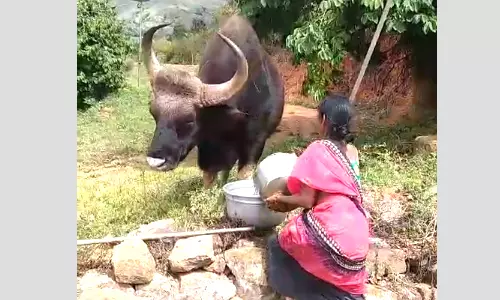 கோத்தகிரியில் காட்டு எருமைக்கு குடிநீர் வைத்த பெண்