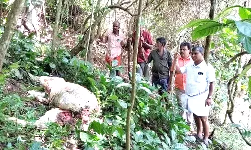 கூடலூரில் புலி தாக்கிய விவகாரம்: எம்.எல்.ஏ நேரில் ஆய்வு