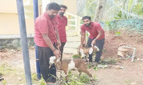 குலசேகரம் பகுதி சாலைகளில் சுற்றி திரிந்த ஆட்டின்  உரிமையாளர்களுக்கு அபராதம்