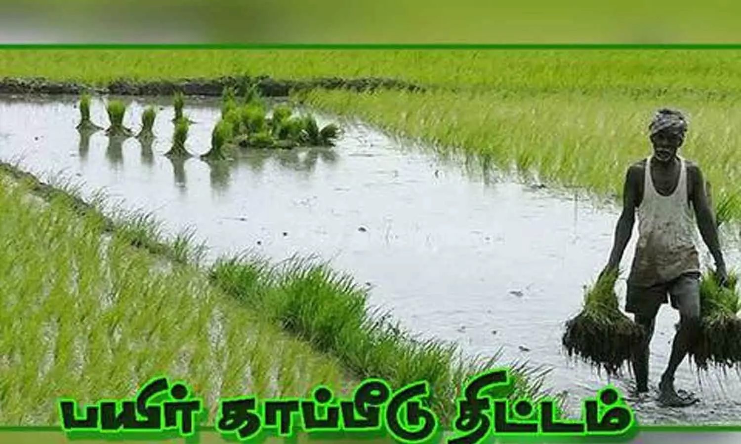 விவசாயிகள் பயிர்காப்பீடு செய்து கொள்ளலாம்- விருதுநகர் மாவட்ட நிர்வாகம்