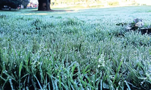 ஊட்டியில் நீர் பனிப்பொழிவு தொடங்கியது