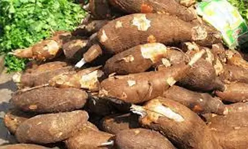 மரவள்ளிக்கிழங்கு விலை உயர்வு