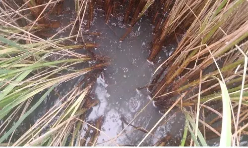 நெற்பயிரில் குலைநோய், புகையான் தாக்குதல்