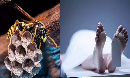 குளவி கொட்டி மூதாட்டி பலி