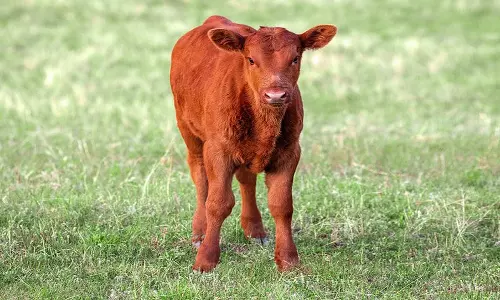 பசுங்கன்று திருடிய 2 பேர் கைது