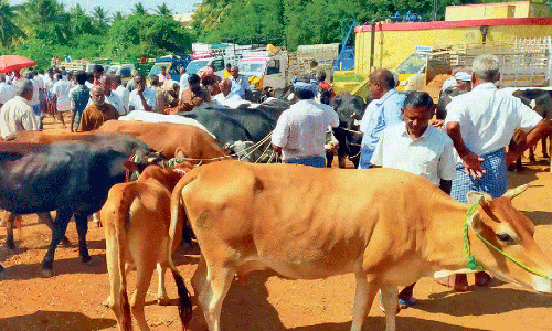 ரூ.1 கோடிக்கு கால்நடைகள் விற்பனை