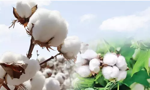 மூலனூா் ஒழுங்குமுறை விற்பனைக்கூடத்தில் ரூ.1.09 கோடிக்கு பருத்தி விற்பனை