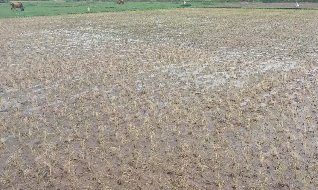 தொடர்ந்து 5 ஆண்டுகளாக காய்ந்து வரும் நெல் பயிர்கள் தொடர்ந்து 5 ஆண்டுகளாக காய்ந்து வரும் நெல் பயிர்கள்