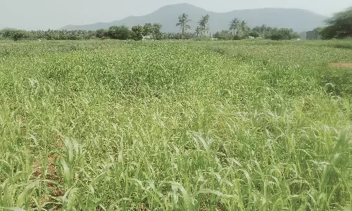 நிலக்கோட்டை பகுதியில் மழையை எதிர்பார்த்து காத்திருக்கும் விவசாயிகள்