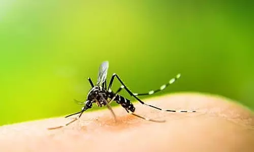 புதுக்கோட்டை மாவட்டத்தில் மேலும் 4 பேருக்கு டெங்கு