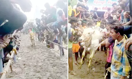 எருது விடும் விழாவில் சீறிப்பாய்ந்த காளைகள்