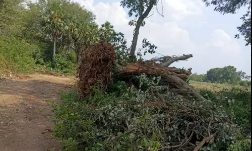 பழமையான ஆலமரத்தை வேருடன் அகற்றிய கும்பல்