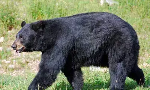 எஸ்டேட் பெண் தொழிலாளர்களை தாக்கிய கரடியை பிடிக்க வனத்துறை தீவிரம்