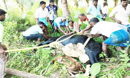 கிணற்றில் விழுந்த பசு மாடு மீட்பு