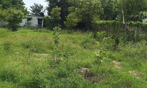 குப்பை காடாக மாறிய பாலக்கோடு வட்டாட்சியர் அலுவலகம்