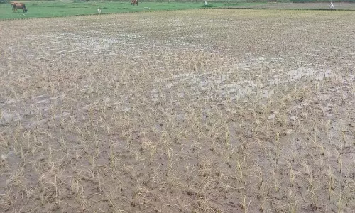 தொடர்ந்து 5 ஆண்டுகளாக காய்ந்து வரும் நெல் பயிர்கள்