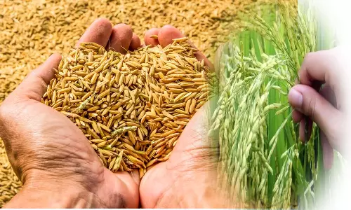 வேளாண் அலுவலகங்களில் மானியத்துடன் பாரம்பரிய நெல் ரகம் விற்பனை