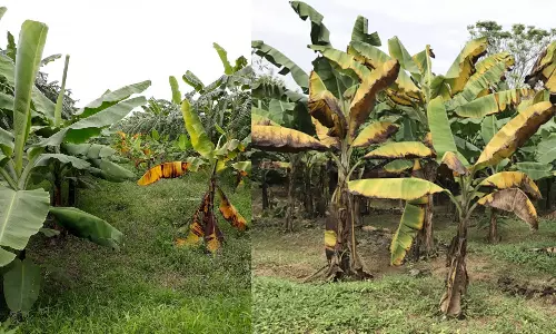 வளர்ச்சியடையாத வாழைக்கன்றுகள் ஆராய்ச்சி மைய அதிகாரிகள் நாளை ஆய்வு