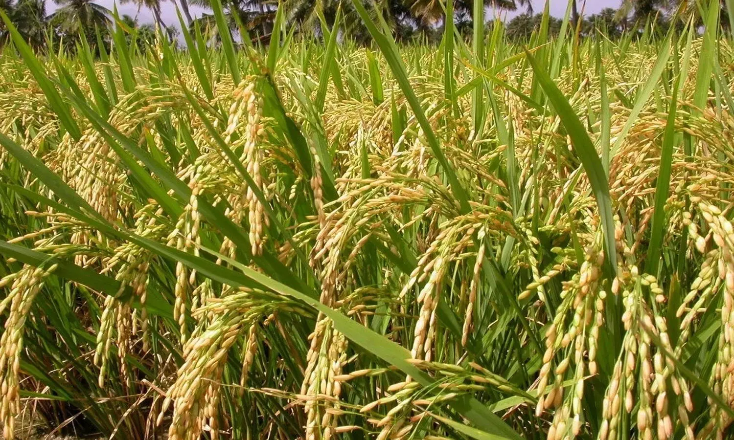 மதுரை மாவட்டத்தில் சம்பா சாகுபடி 67 சதவீதம் சரிந்தது மதுரை மாவட்டத்தில் சம்பா சாகுபடி 67 சதவீதம் சரிந்தது