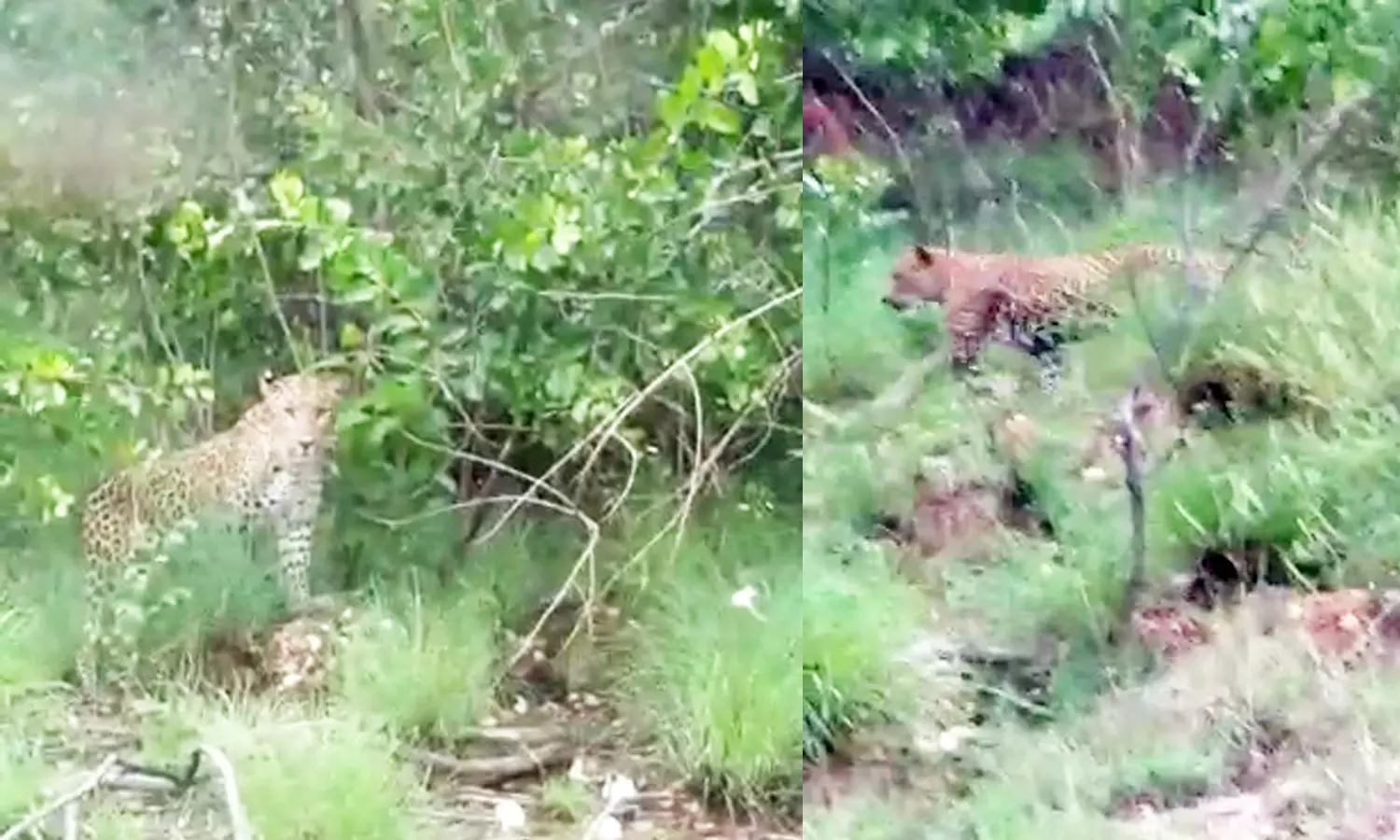 மீண்டும் சிறுத்தை நடமாடுவதாக வீடியோ வைரல் மீண்டும் சிறுத்தை நடமாடுவதாக வீடியோ வைரல்