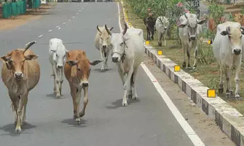 சாலையில் சுற்றும் மாடுகளை பிடித்து அடைக்க திருநீர்மலையில் புதிய இடம்