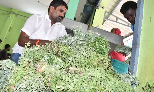 புரட்டாசி மாதத்தை யொட்டி ஈரோட்டில் துளசி விற்பனை அதிகரிப்பு