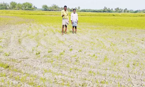 கருகும் பயிர்களை காப்பாற்ற குளங்களில் இருந்து தண்ணீர் இறைக்கும் விவசாயிகள்