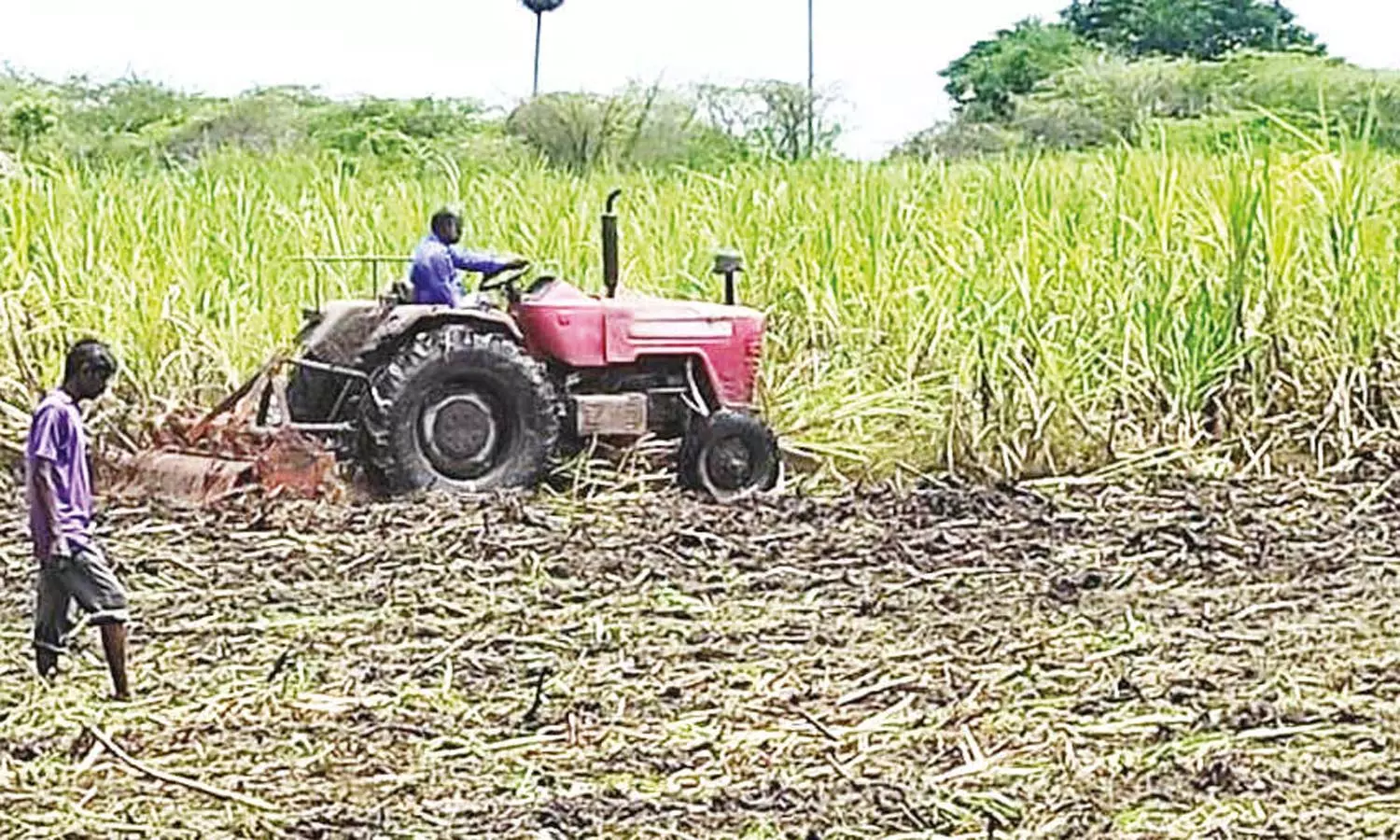 அறுவடைக்கு தயாரான 12 ஏக்கர் கரும்பை டிராக்டர் ஓட்டி அழித்த விவசாயி அறுவடைக்கு தயாரான 12 ஏக்கர் கரும்பை டிராக்டர் ஓட்டி அழித்த விவசாயி