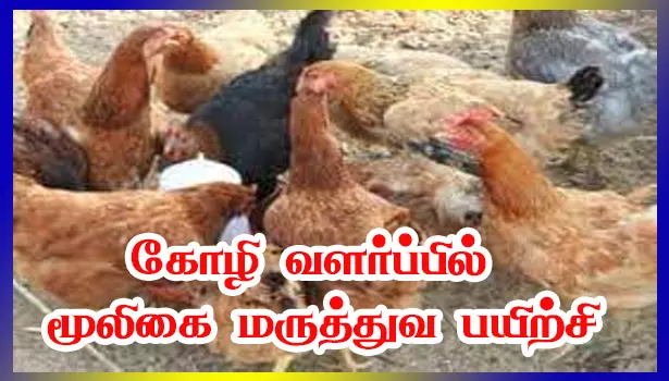 கோழி வளர்ப்பில் மூலிகை மருத்துவத்தின் பயன்பாடு விளக்க பயிற்சி
