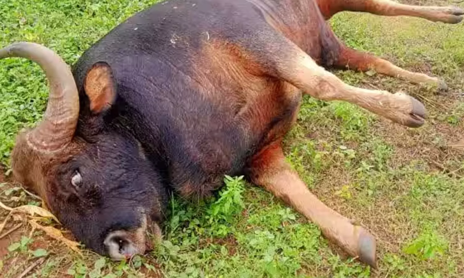 மின் வேலியில் சிக்கி காட்டு மாடு பலி மின் வேலியில் சிக்கி காட்டு மாடு பலி