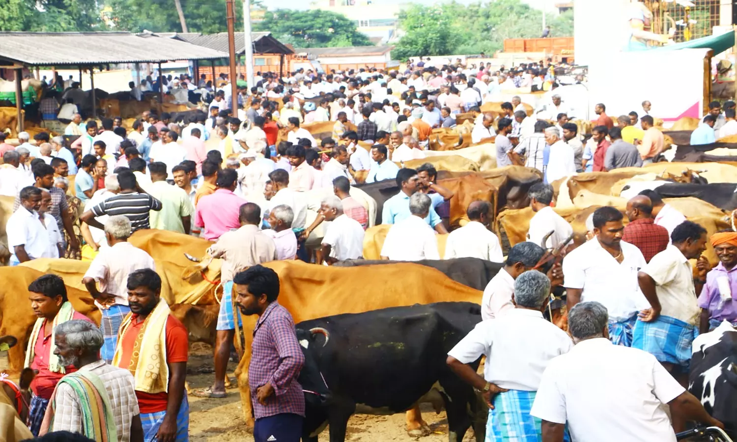 பொய்கை வாரச்சந்தையில் விற்பனைக்கு குவிந்த மாடுகள் பொய்கை வாரச்சந்தையில் விற்பனைக்கு குவிந்த மாடுகள்