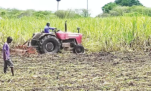 அறுவடைக்கு தயாரான 12 ஏக்கர் கரும்பை டிராக்டர் ஓட்டி அழித்த விவசாயி