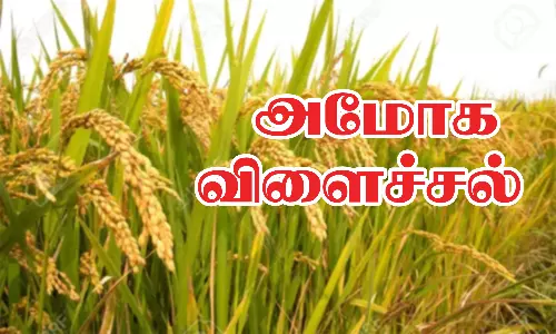 தேனி மாவட்டத்தில் முதல் போக நெல் விளைச்சல் அமோகம்-அறுவடைக்கான ஏற்பாடுகள் மும்முரம்