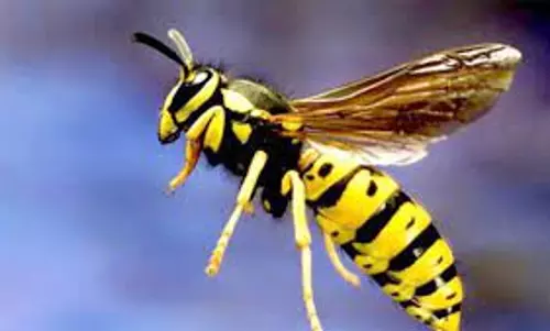 100 நாள் வேலை பார்த்த பெண்களை கடித்த கதண்டு வண்டு