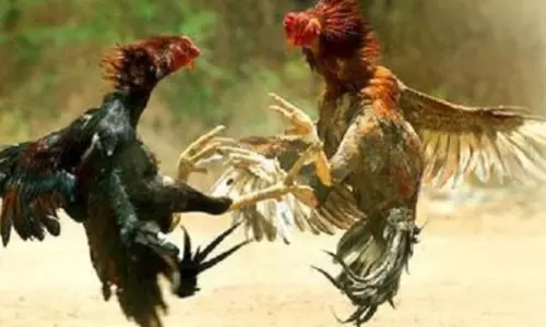 கோழி சண்டை  நடத்திய 4 பேர் கைது