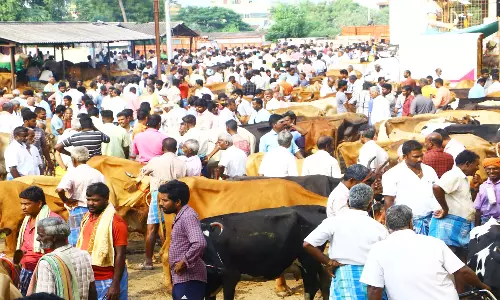 பொய்கை வாரச்சந்தையில் விற்பனைக்கு குவிந்த மாடுகள்