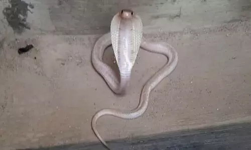 கோவை சுந்தராபுரம் பகுதியில் அரிய வகை வெள்ளை நாகபாம்பு