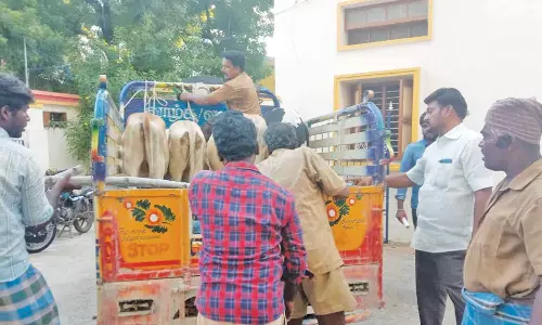 சாலைகளில் சுற்றிதிரிந்த 4 கன்றுகள் கோசாலைக்கு அனுப்பிவைப்பு