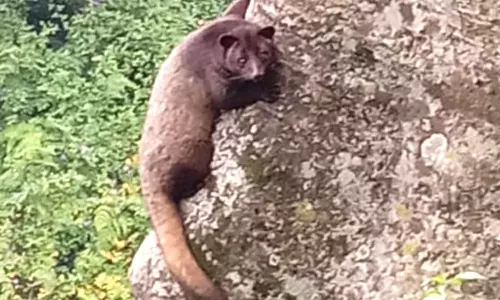 குன்னூர் பகுதியில் உலா வந்த மரநாய்