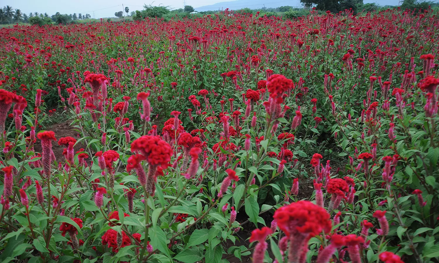 போதிய விலை கிடைக்காததால் பூக்களை பறிக்காமல் செடியிலேயே விட்டுள்ள விவசாயிகள் போதிய விலை கிடைக்காததால் பூக்களை பறிக்காமல் செடியிலேயே விட்டுள்ள விவசாயிகள்