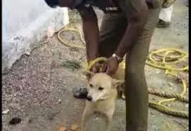 கிணற்றில் விழுந்த நாய் உயிருடன் மீட்பு கிணற்றில் விழுந்த நாய் உயிருடன் மீட்பு