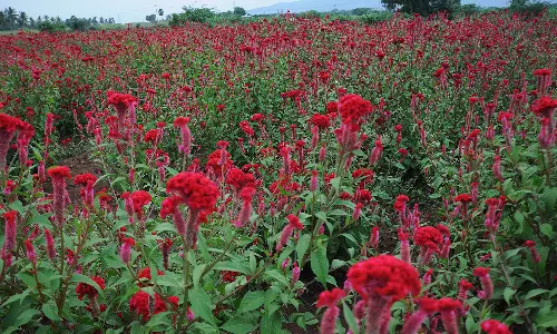 போதிய விலை கிடைக்காததால் பூக்களை பறிக்காமல் செடியிலேயே விட்டுள்ள விவசாயிகள்