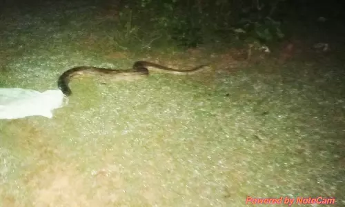 10 அடி நீள மலைப்பாம்பு பிடிபட்டது